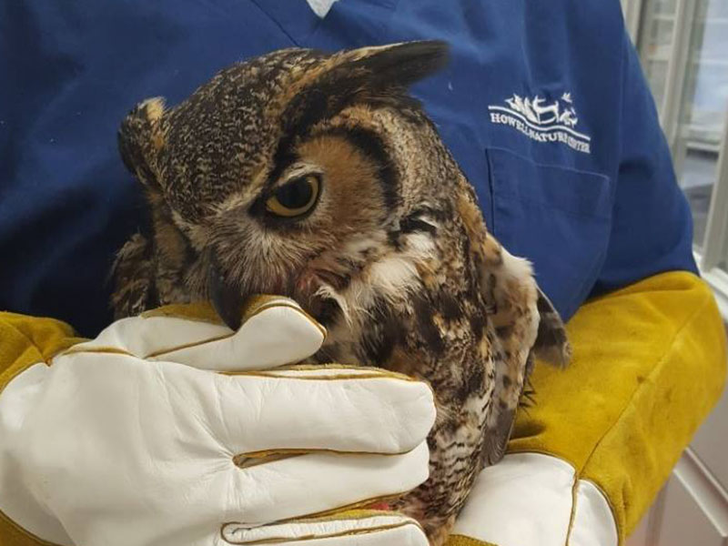 Volun__0002_great horned owl patient hit by car 2016