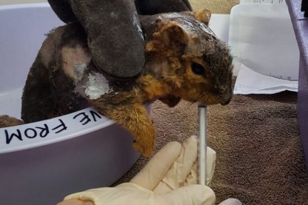 WR__0004_fox squirrel being treated after being burned in a compost fire 2017