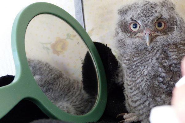 WR__0009_baby eastern screech owl with mirror to help prevent imprinting 2017