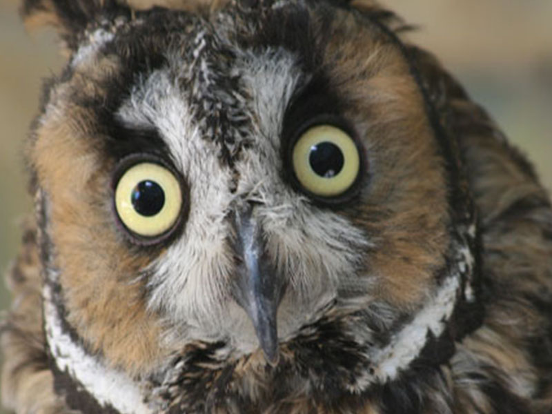 nature_news_0002_leo surprised