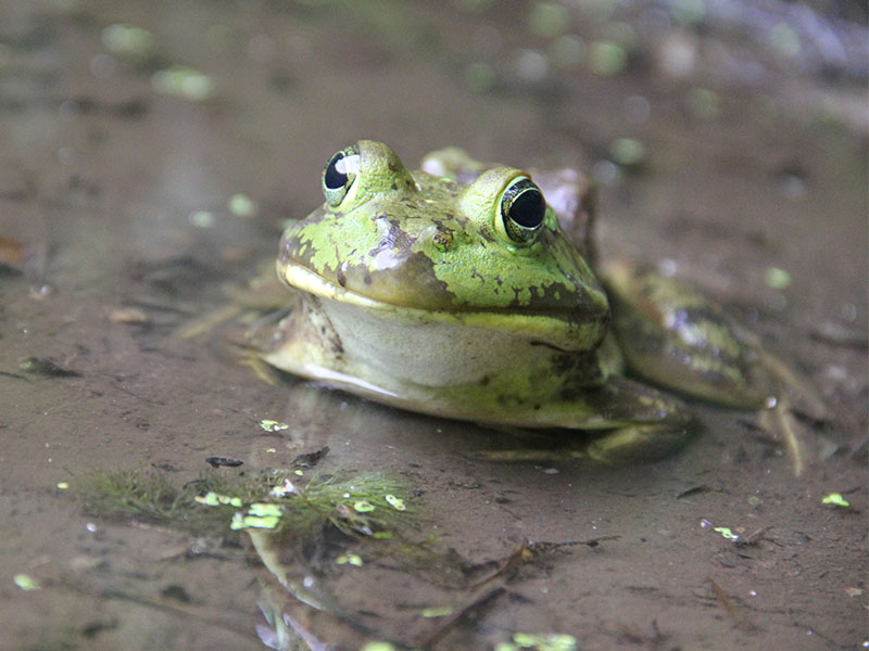 nature_news_0005_animal frog 2017