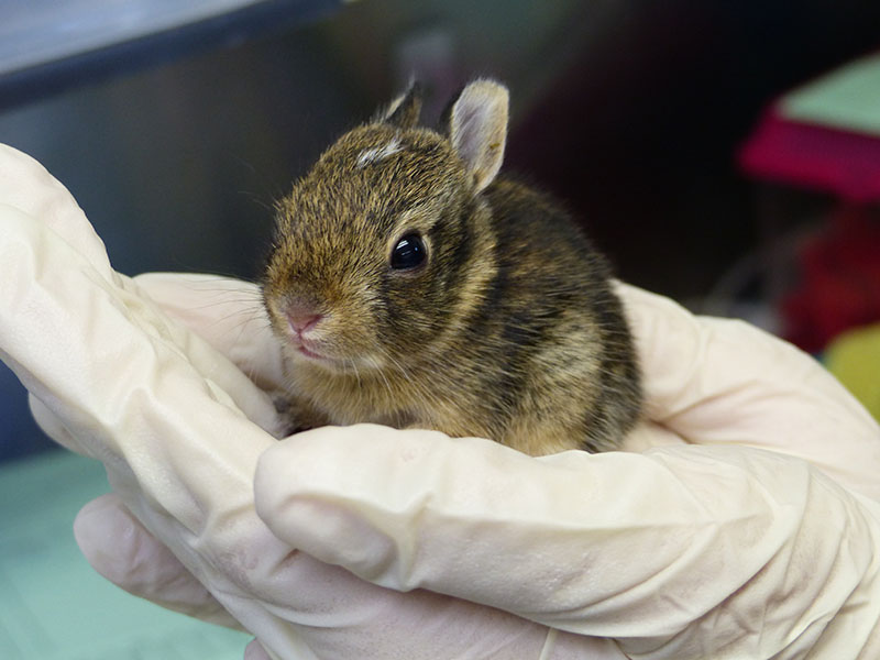 nature_news_0006_Cottontail rabbit