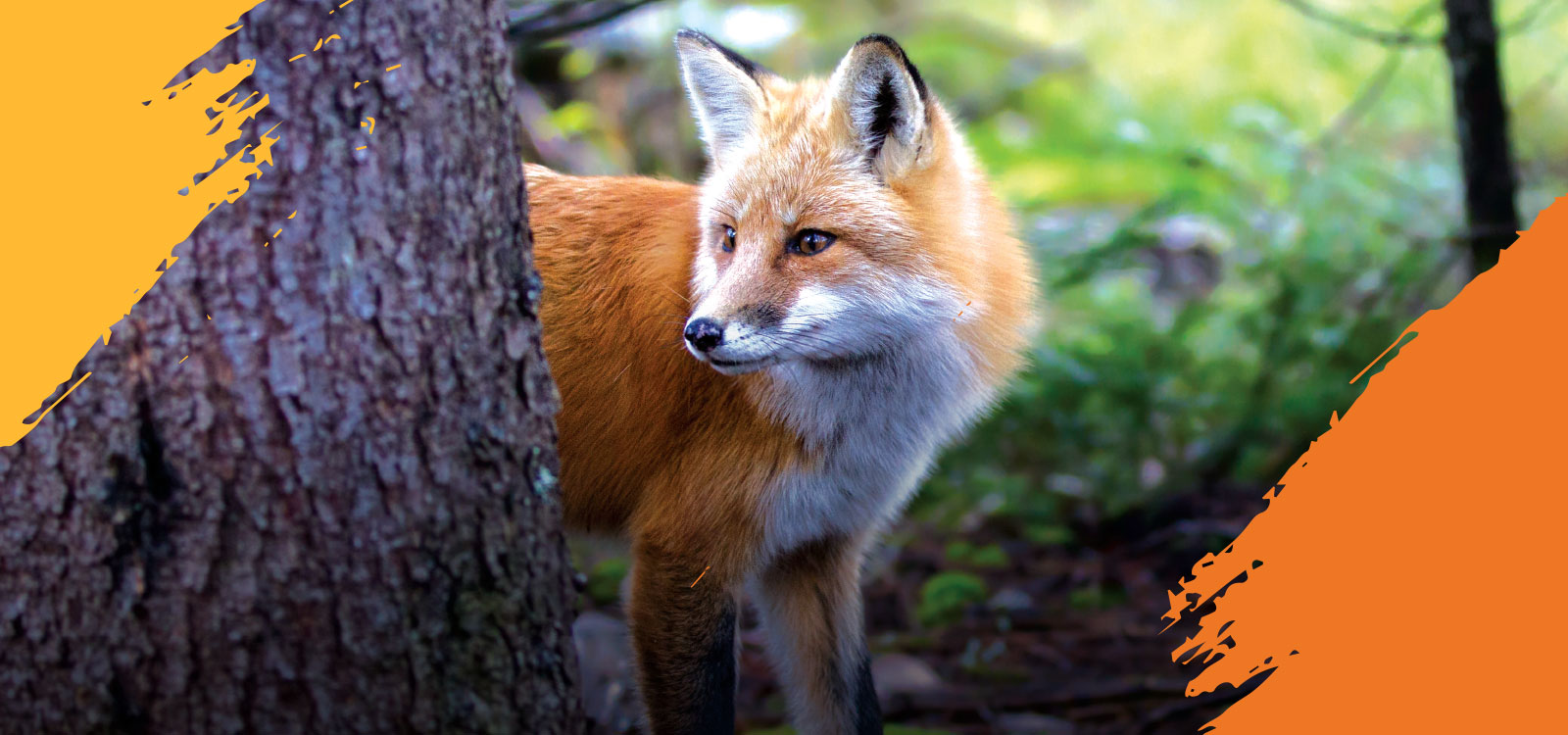 wildlife_rehab – Howell Nature Center