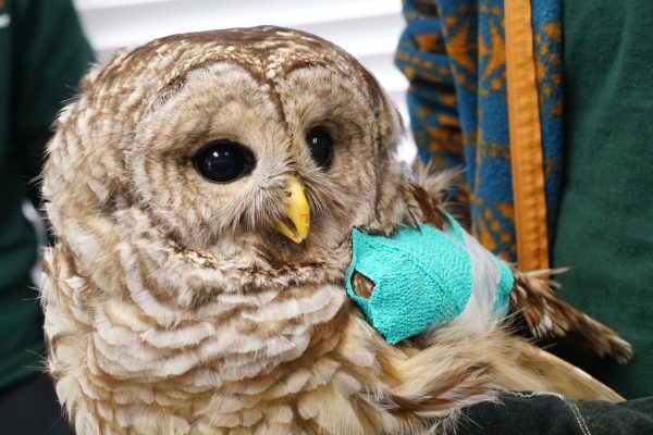 Barred Owl broken wing 2022