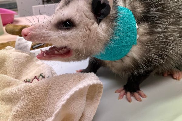 Jan 2022 clinic opossum