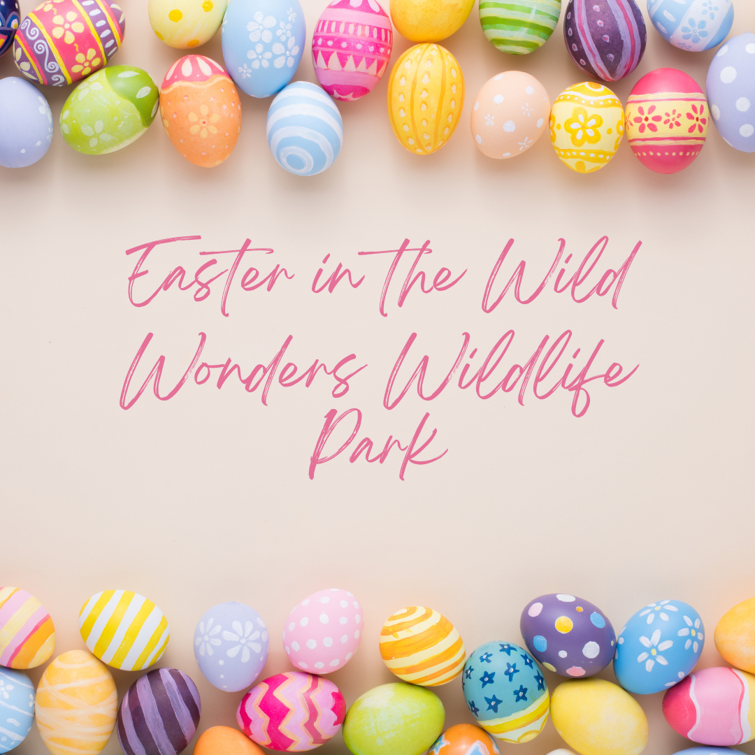 Easter in the Wild Wonders Wildlife Park