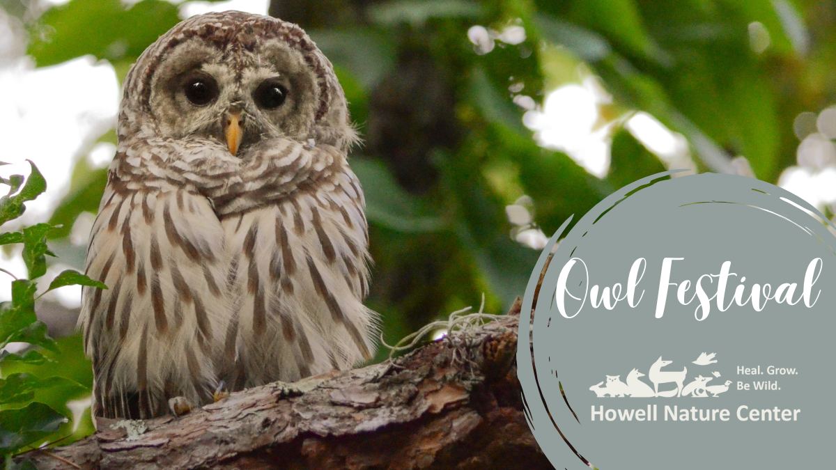 Owl Festival 1 Owl Festival