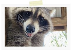Rocket Image