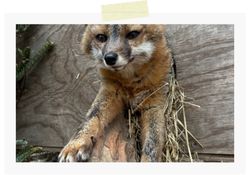 zorro