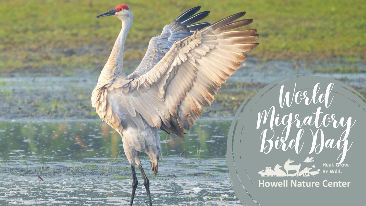 World Migratory Bird Day 1 World Migratory Bird Day