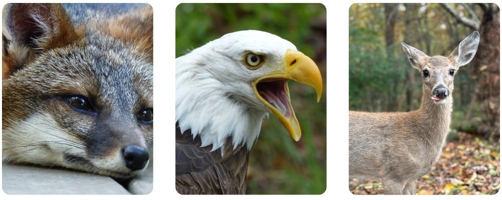 Ambassador Care Circle 2 grey fox, eagle and deer